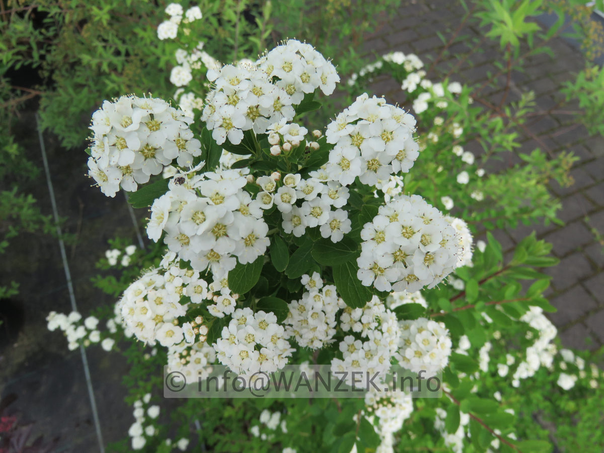 Spiraea nipponica Snowmound 02 Bluete nah.JPG